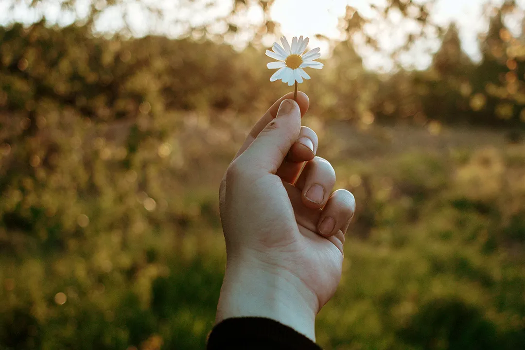 A woman's hand holding a white daisy in front of a sunset in a forest.