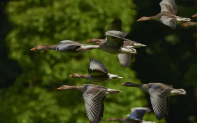 Natural social networks: The intelligence of animal collectives