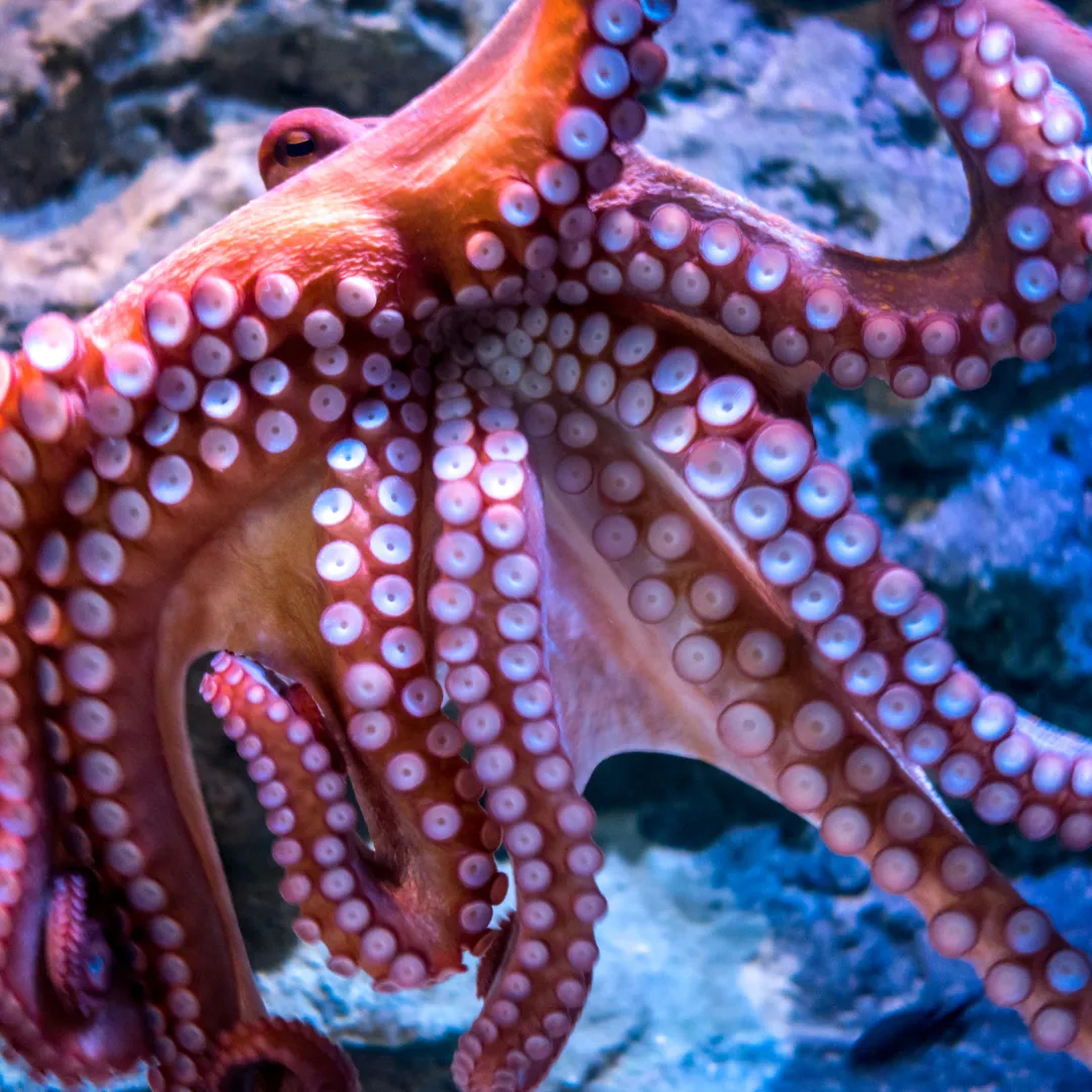scientists agree on animal sentience