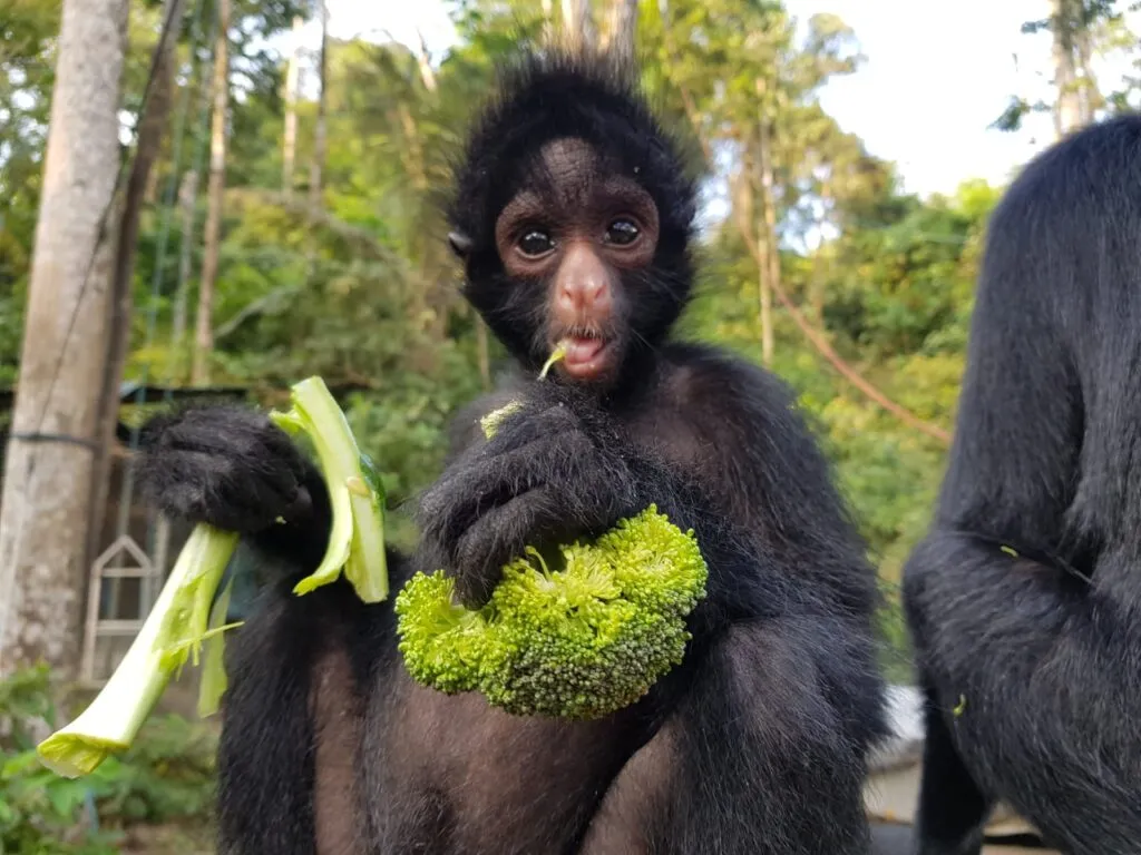 Zoopharmacognosy