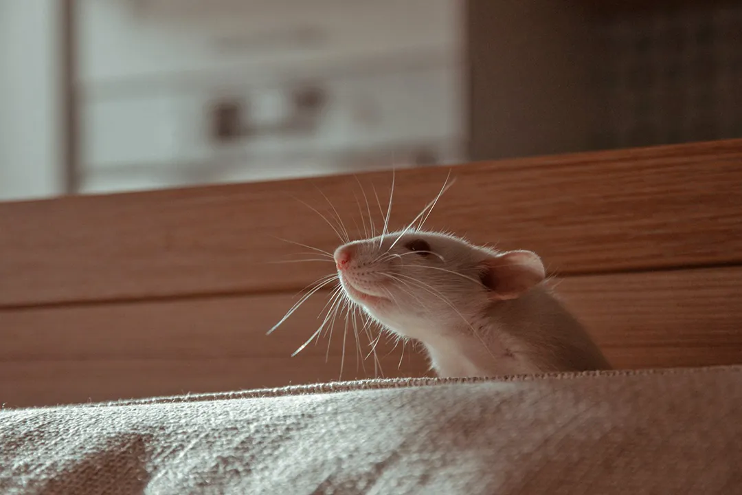A pet rat sitting on a couch looking out into the room.