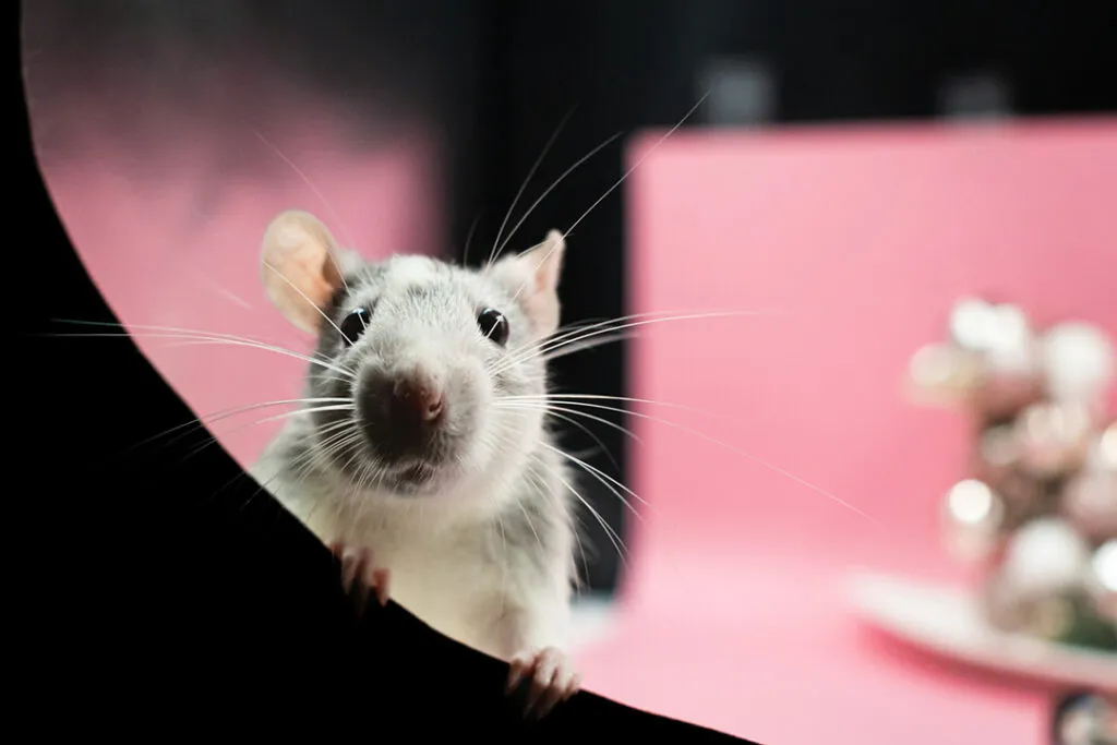 A curious pet rat holding onto the side of a box.