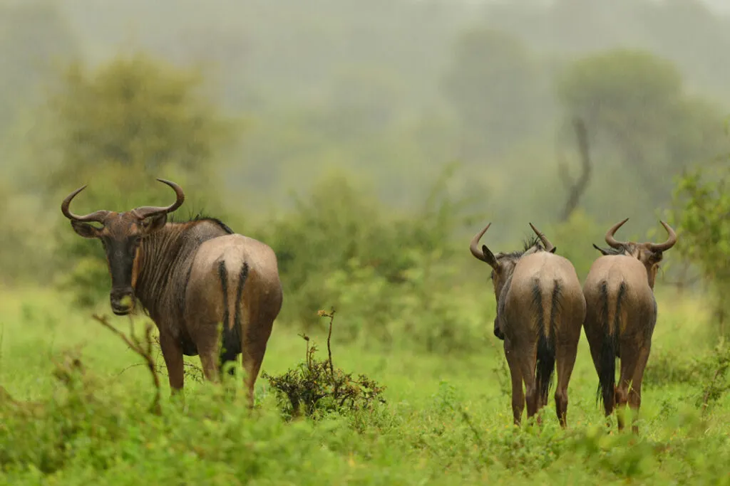 Three wildebeest in a green grassy area of the bush.
