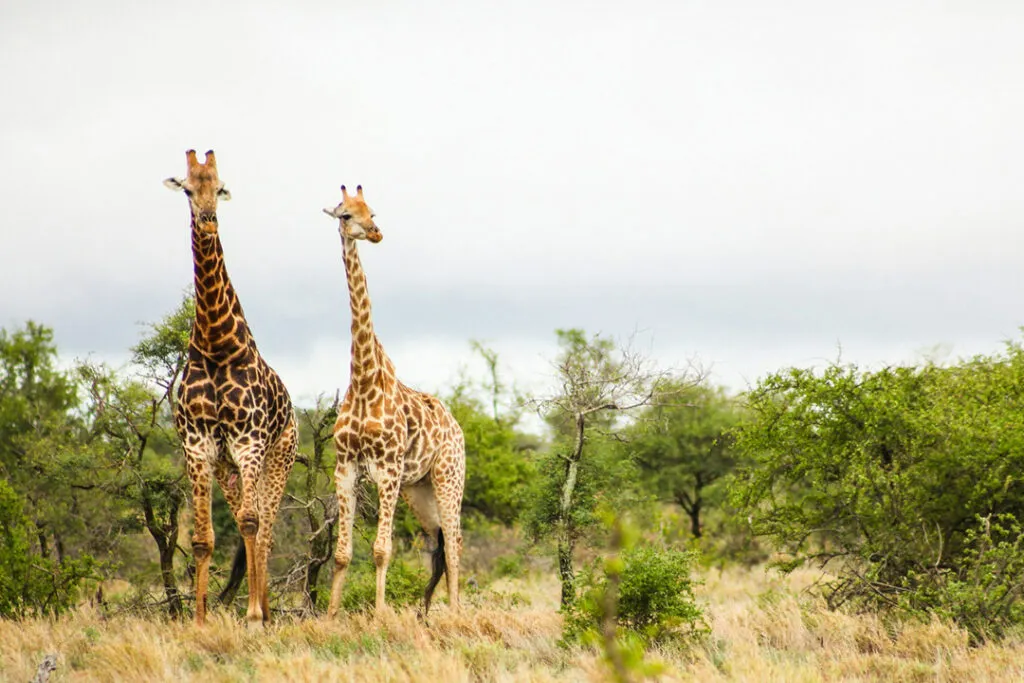 Two giraffes in the Kruger National Park in South Africa