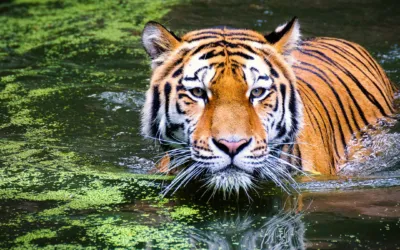 A sprinkle of good news from the natural world!