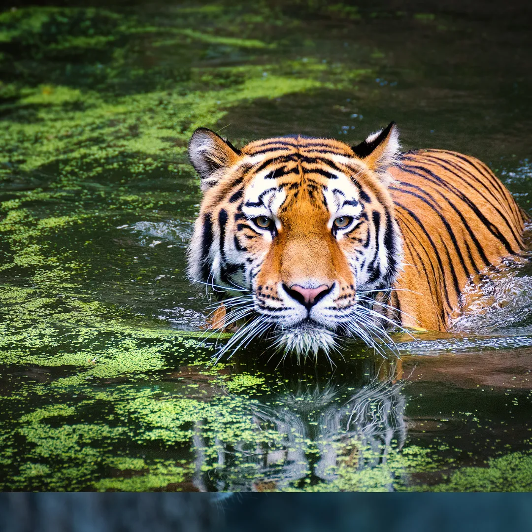 CAEP good news India recovers her Tiger population