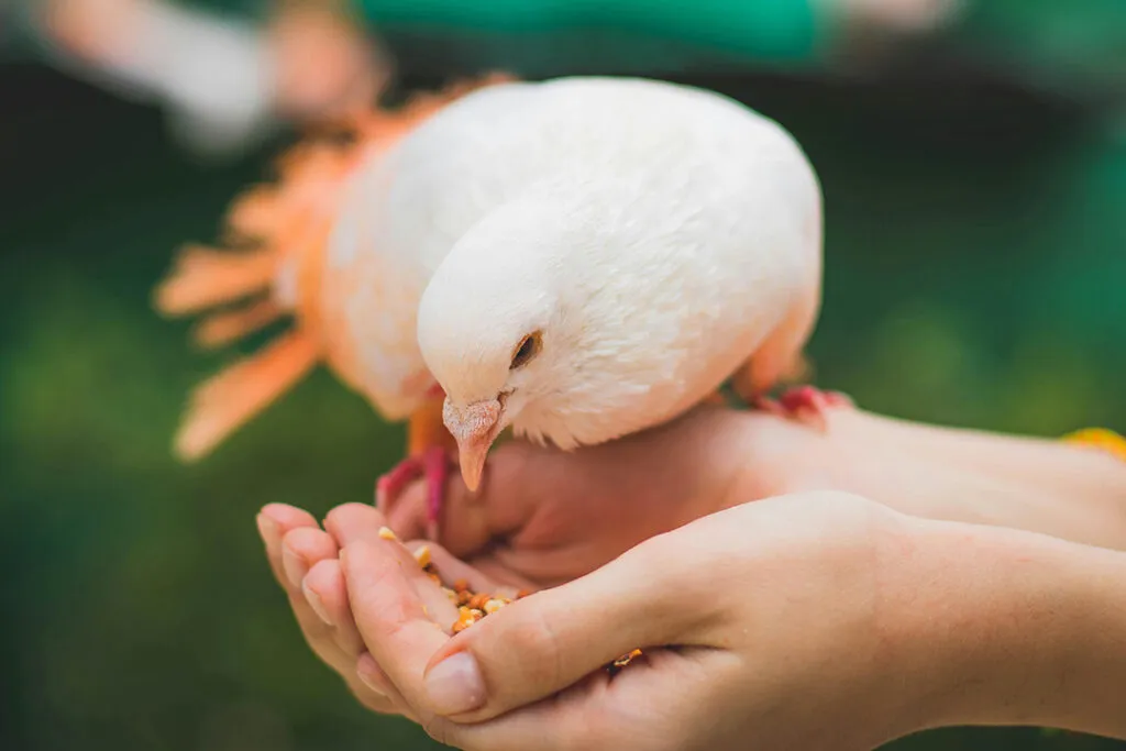 What's the difference between food and medicine in self-selective healing?