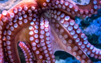 Scientists finally agree: Animals Feel More Than We Ever Acknowledged