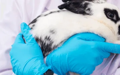 The Reality of Animal Testing, and Ethical and Relevant Alternatives