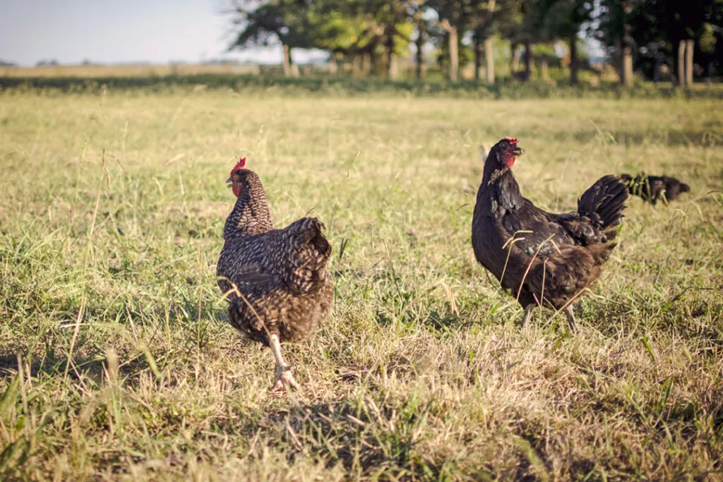 Two chickens walking in a field