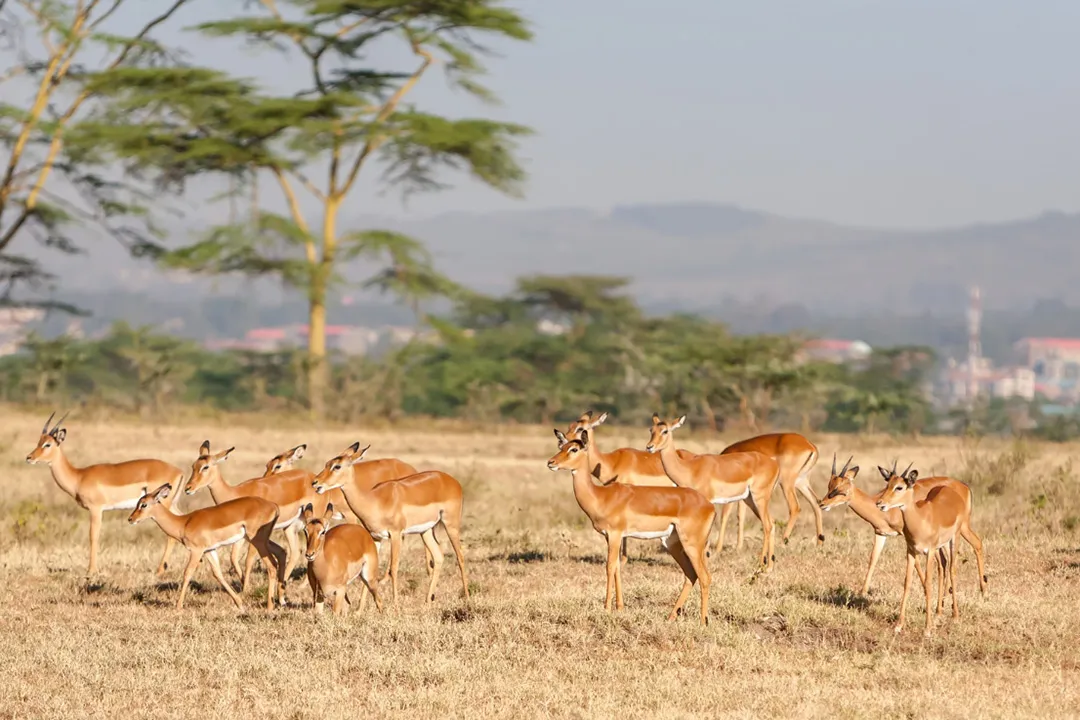 A herd of impala in an expansive field at an animal sanctuary on the outskirts of a South African city.