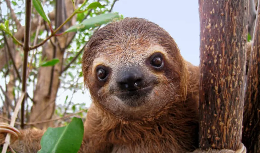 The Science of Animal JOY – and Why It Changes Everything