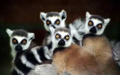 Holiday snaps: How your animal selfie could be causing harm