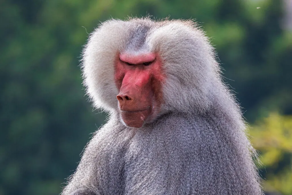 A large male baboon with a pink face.