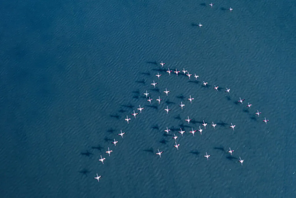 A flock of flamingoes flying in a V formation.