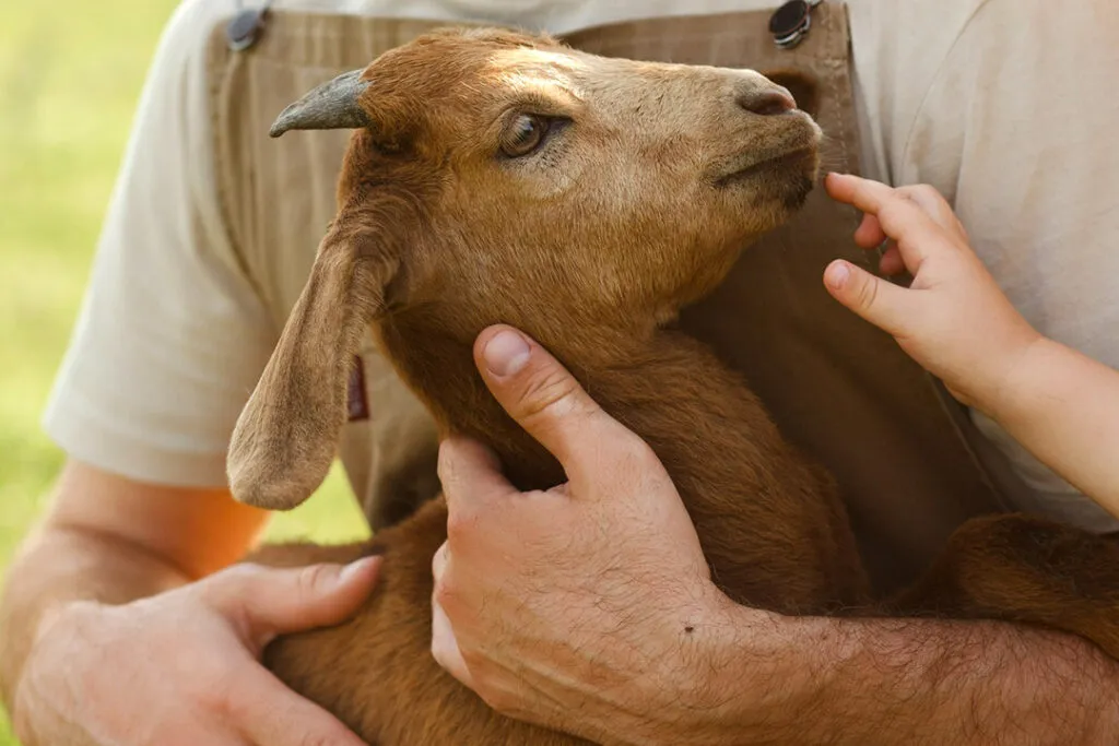 How animal illness and disease can affect humans