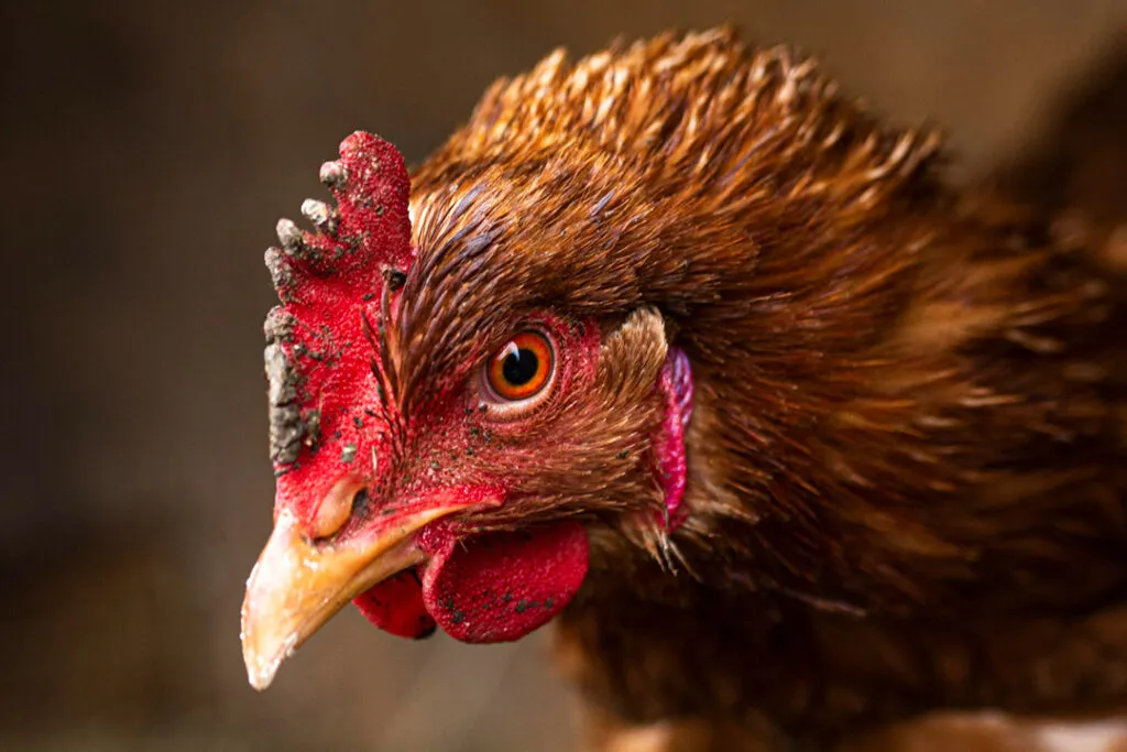 A close-up of a brown chicken's face