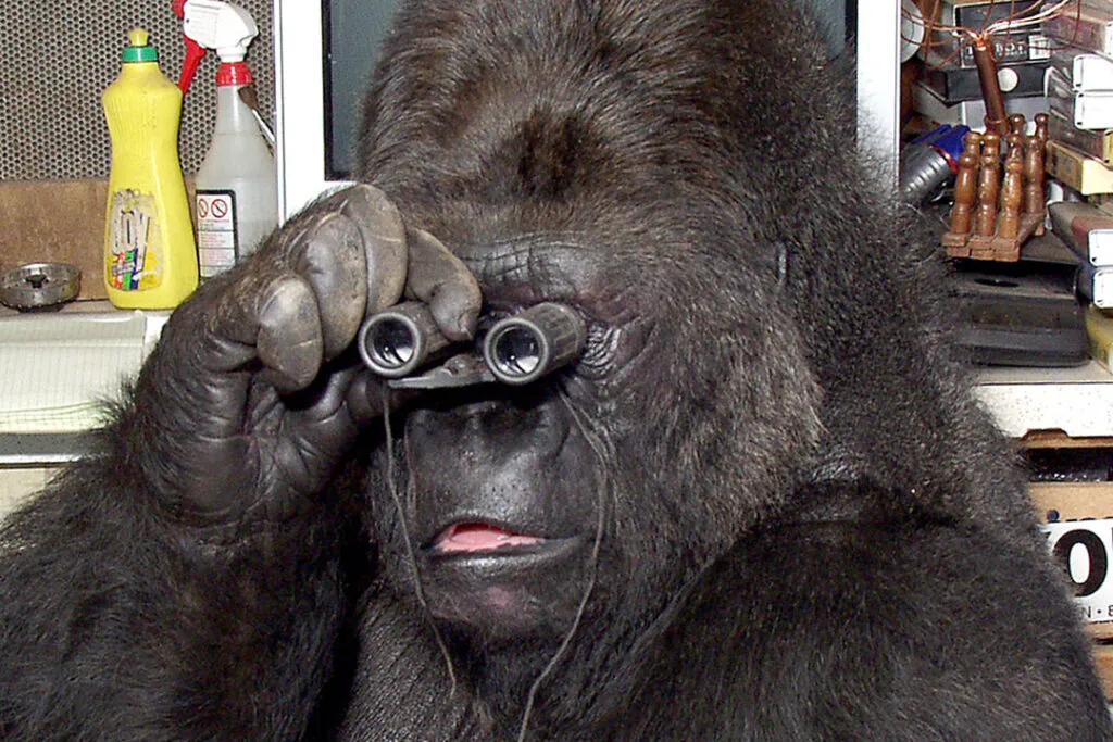 Koko the gorilla with a pair of binoculars.