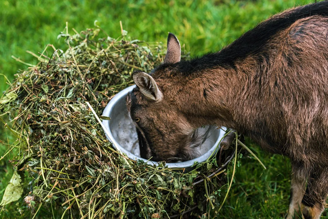 What is Zoopharmacognosy?