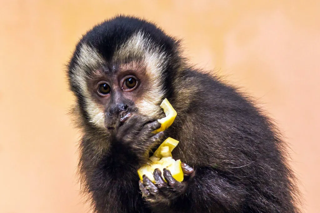 Animal wellness: Self-selection and allopathic medication