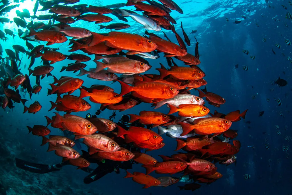 A school of red fish in a blue sea