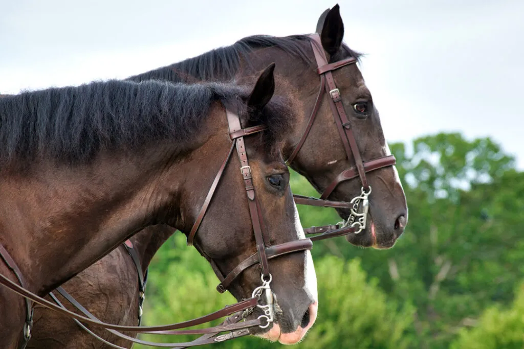 A close-up of two brown horses wearing bridles