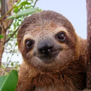 Joy is not just a human experience. It's a biological inheritance.

Us animal lovers know animals express joy. Science is finally proving it. 

CAEP is acting on it.

Read why enrichment is the most beautiful and important thing we can offer the animals in our care - read the short article via the 'news' link on our bio.

LOVE

ALWAYS

:)

#animalwellness #captiveanimalenrichmentproject #jaakpanksepp #animalbehaviour #anima_botanica_za