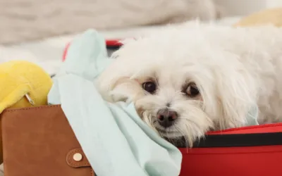 Your voice changes your dogs’ body – the science of how we talk to our dogs