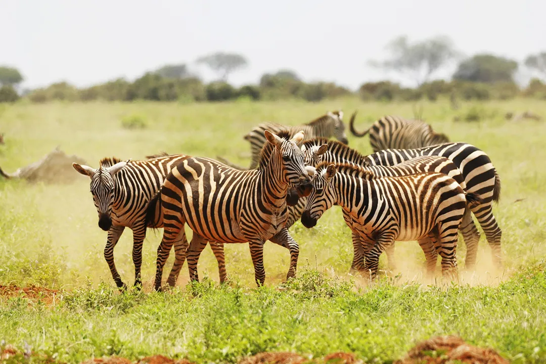 A herd of zebra in a grassy savannah as seen on a travel experience.