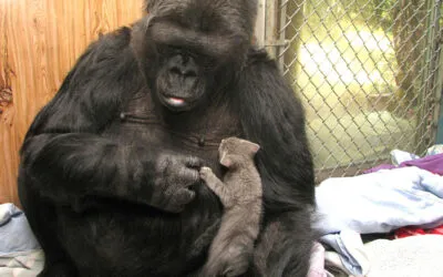 What Koko the gorilla taught us about animal communication
