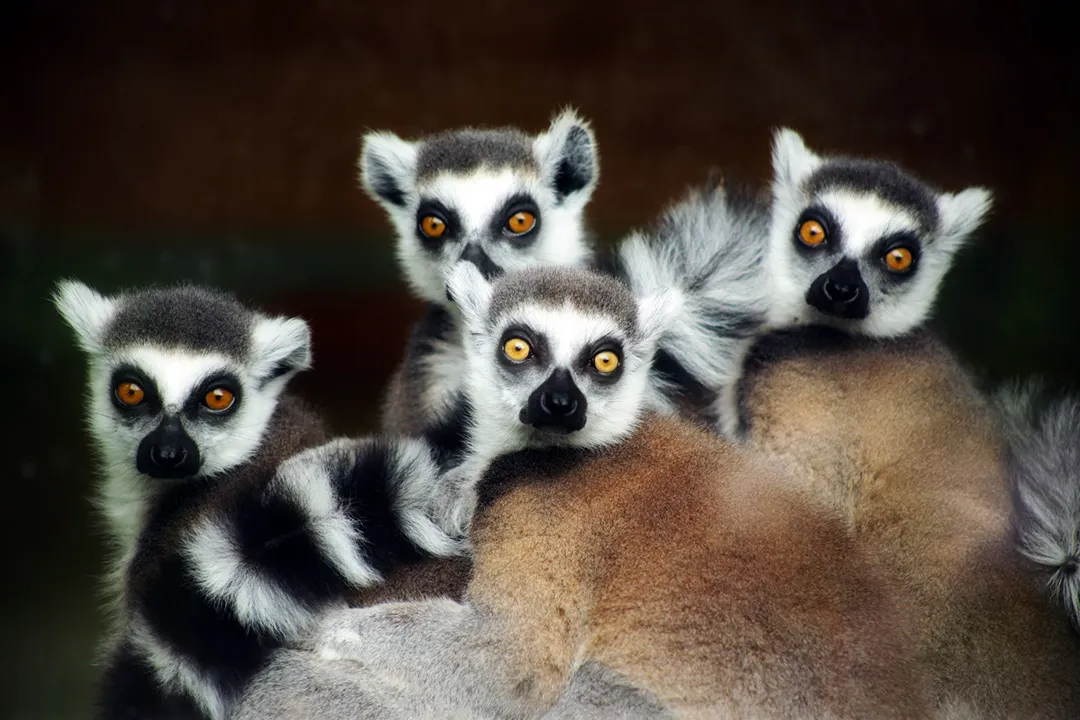A family of lemurs huddled together looking at the camera.
