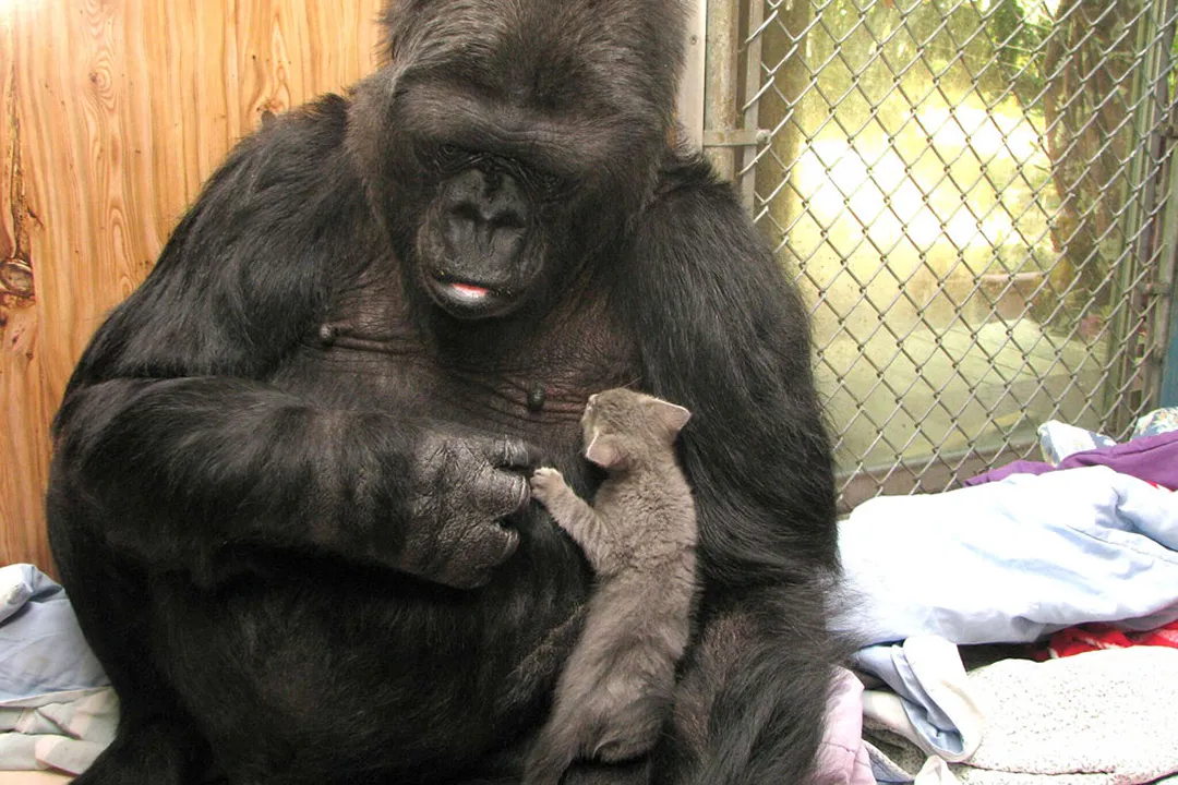 Koko the gorilla with her kitten, showing us the power of animal communication.