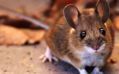 When Rats Become Optimists: A Window into Animal Emotional Worlds