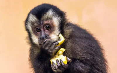 Animal wellness: Self-selection and allopathic medication