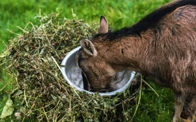 What is Zoopharmacognosy?