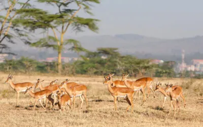 What to look out for in an ethical animal sanctuary