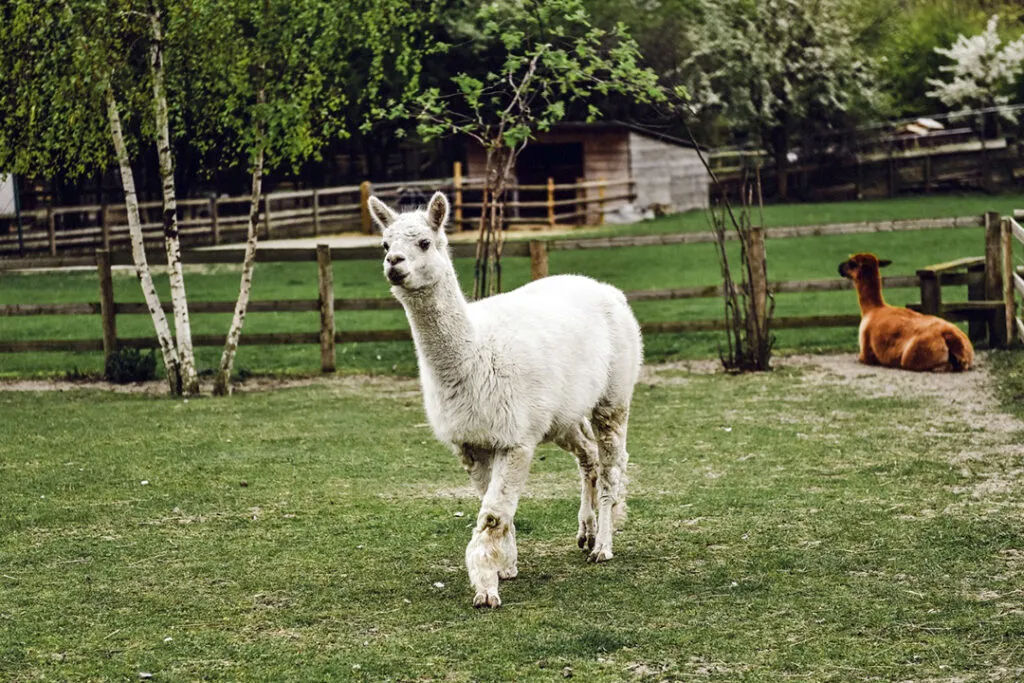A white alpaca walking through a large pen in an animal sanctuary.