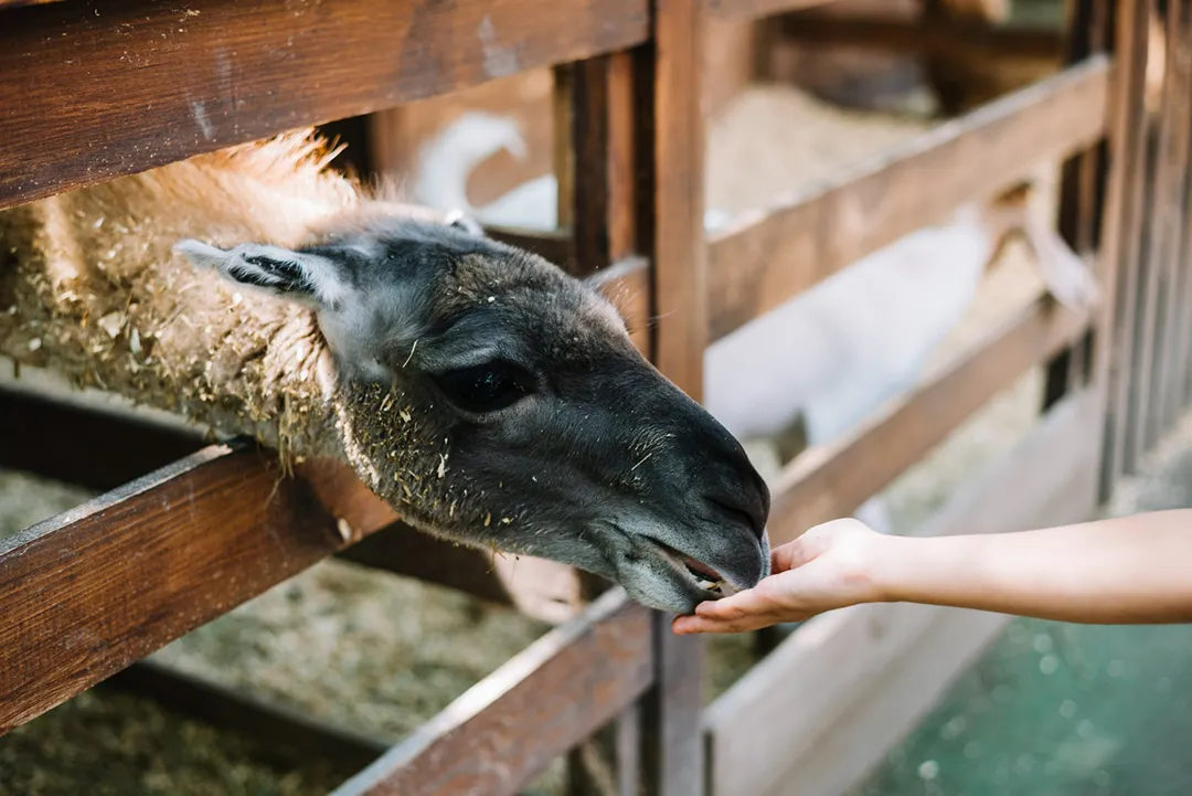 A lady's hand feeding a llama through a wooden fence.