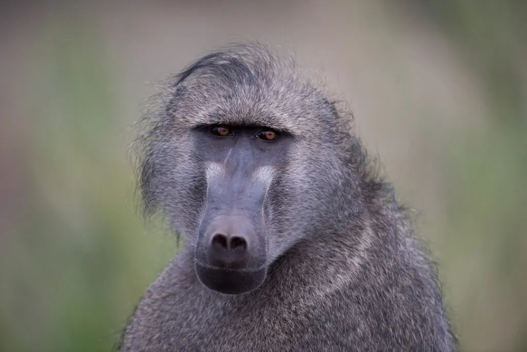 A close-up photo of a baboon's face