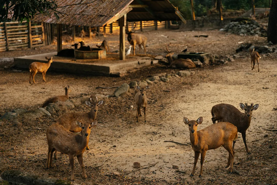 A herd of antelope inside an animals sanctuary pen.
