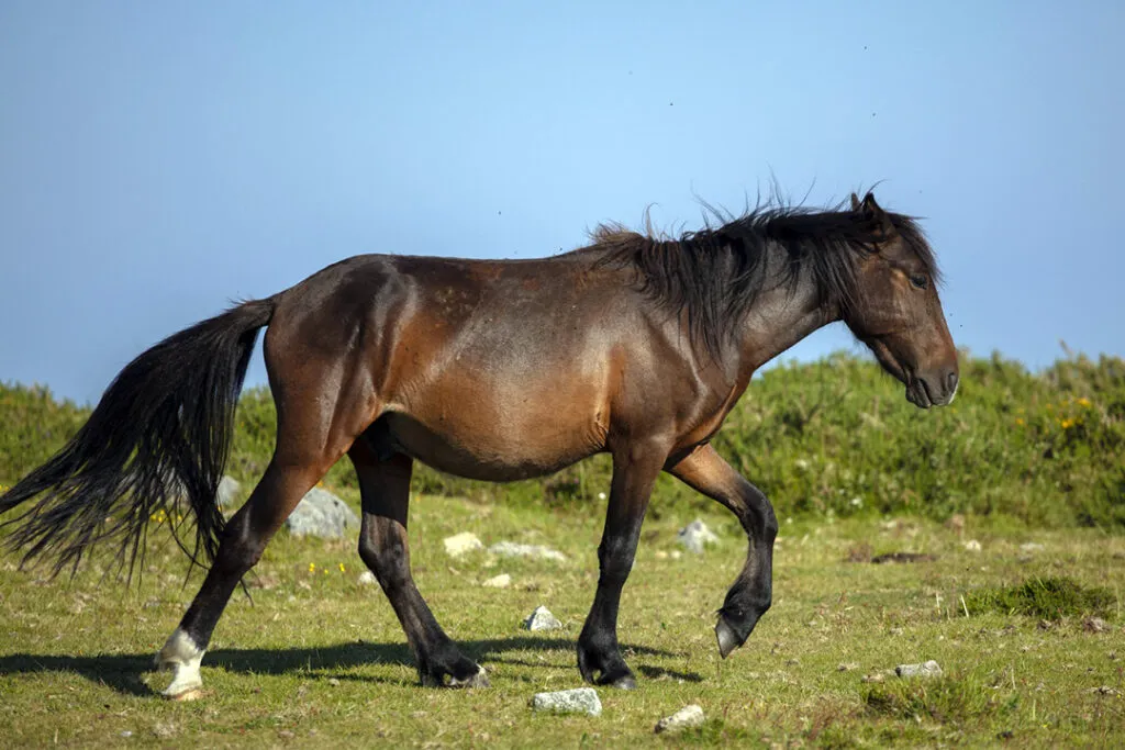 A dark brown horse in an open field.