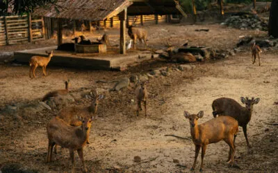 Which animals can benefit from enrichment?