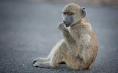 Life trauma is proven to have a long-lasting impact on animals