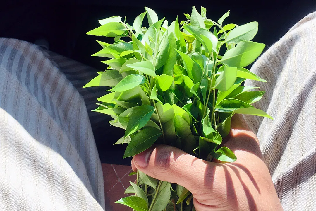 A hand holding a bunch of leaves used to help animals with nutrition and enrichment.