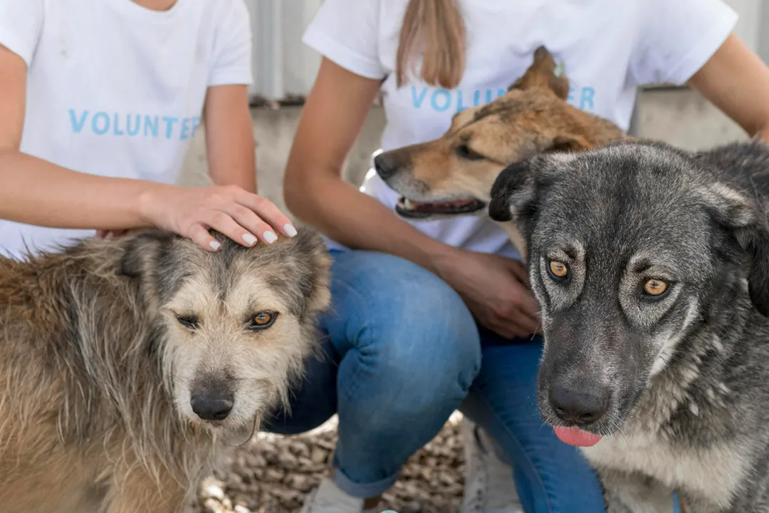 Two shelter dogs being petted by female volunteers from a local business.