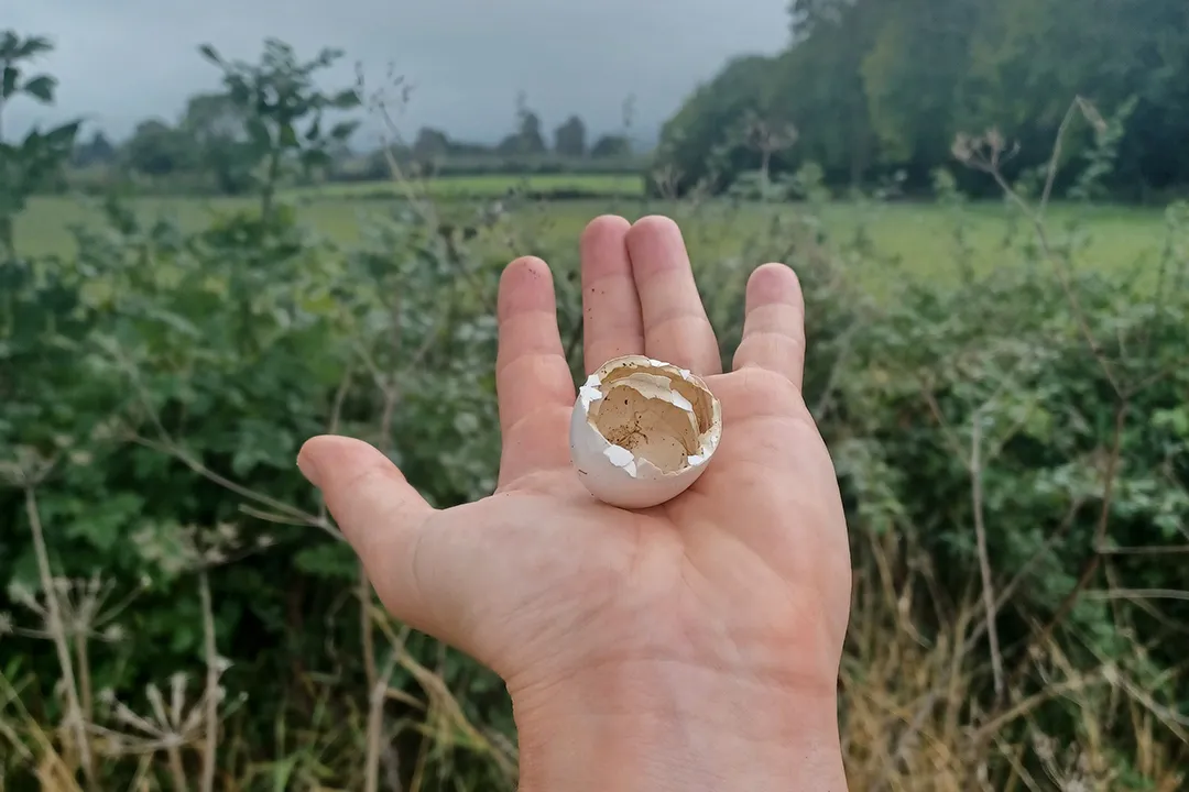 A photo of a woman's hand holding a broken eggshell in the jungle.