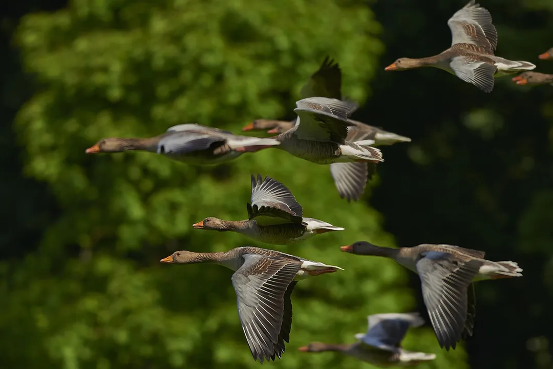 A flock of geese flying in formation showing the intelligence of animal social networks.