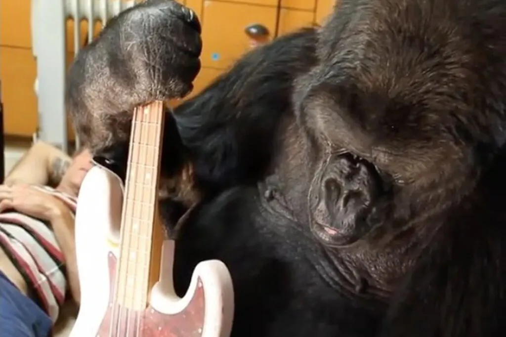 Koko with a guitar.