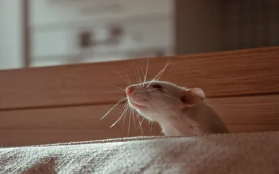 How rats helped us understand more about addiction