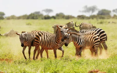 Love travel? Here’s how you can make it cruelty-free